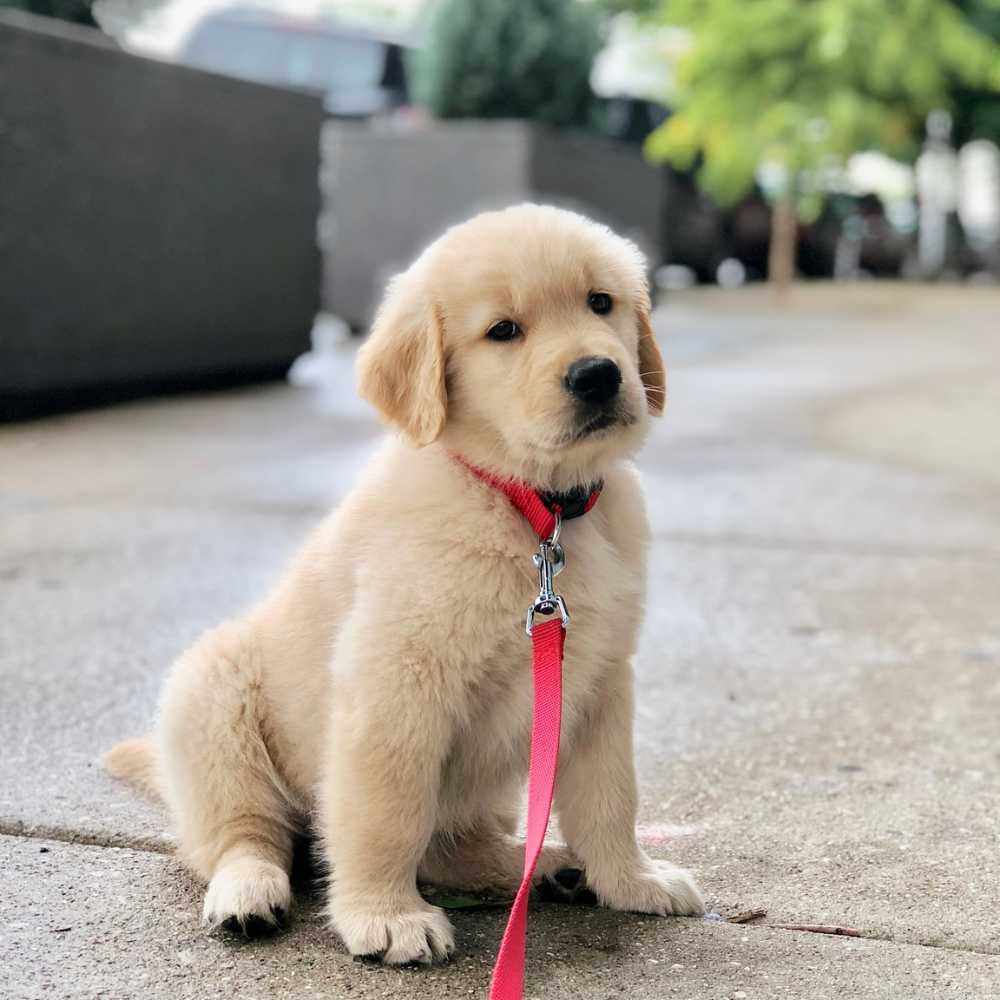 Golden Retriever