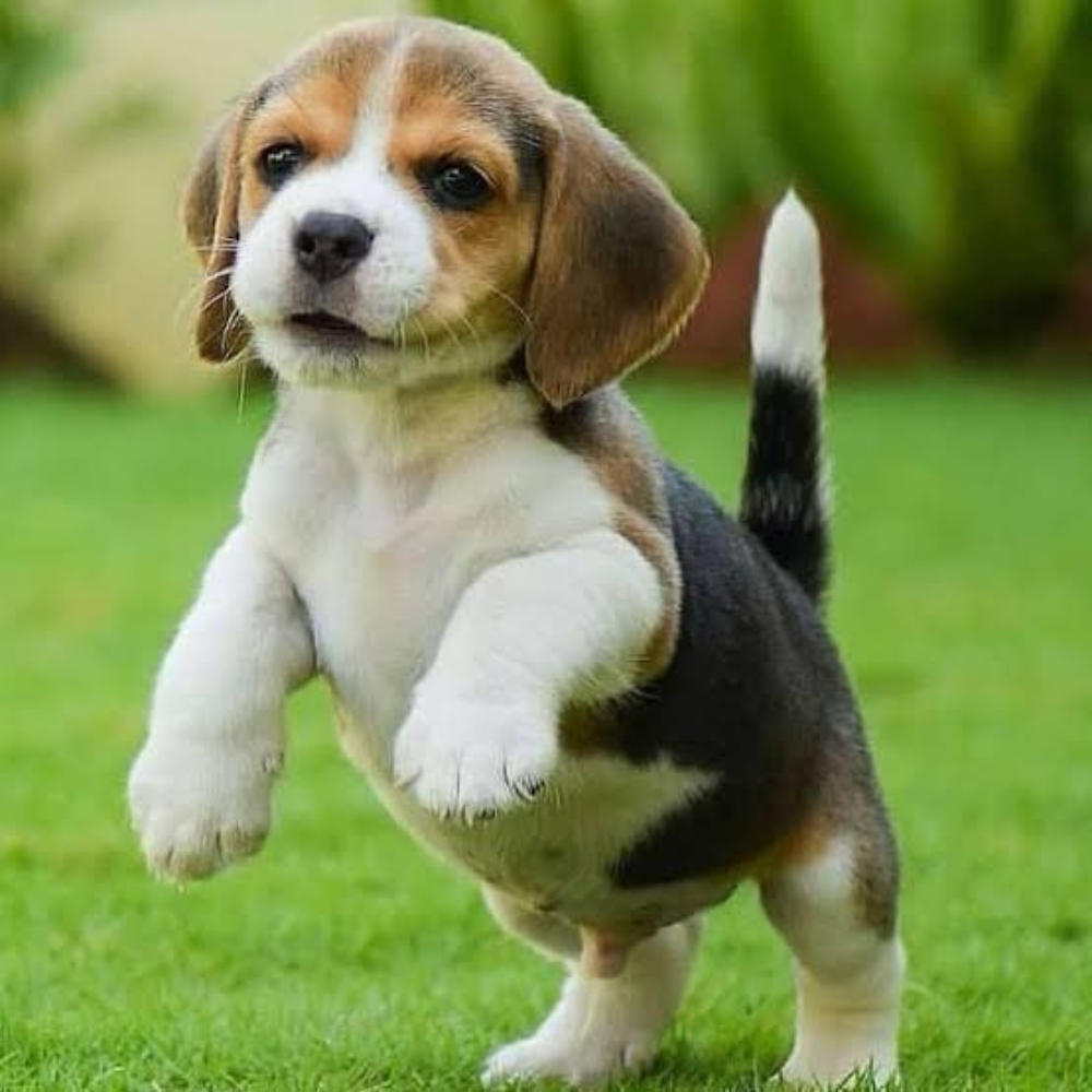 Beagle