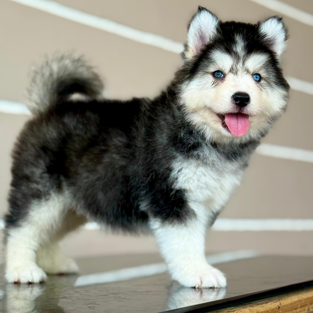Husky