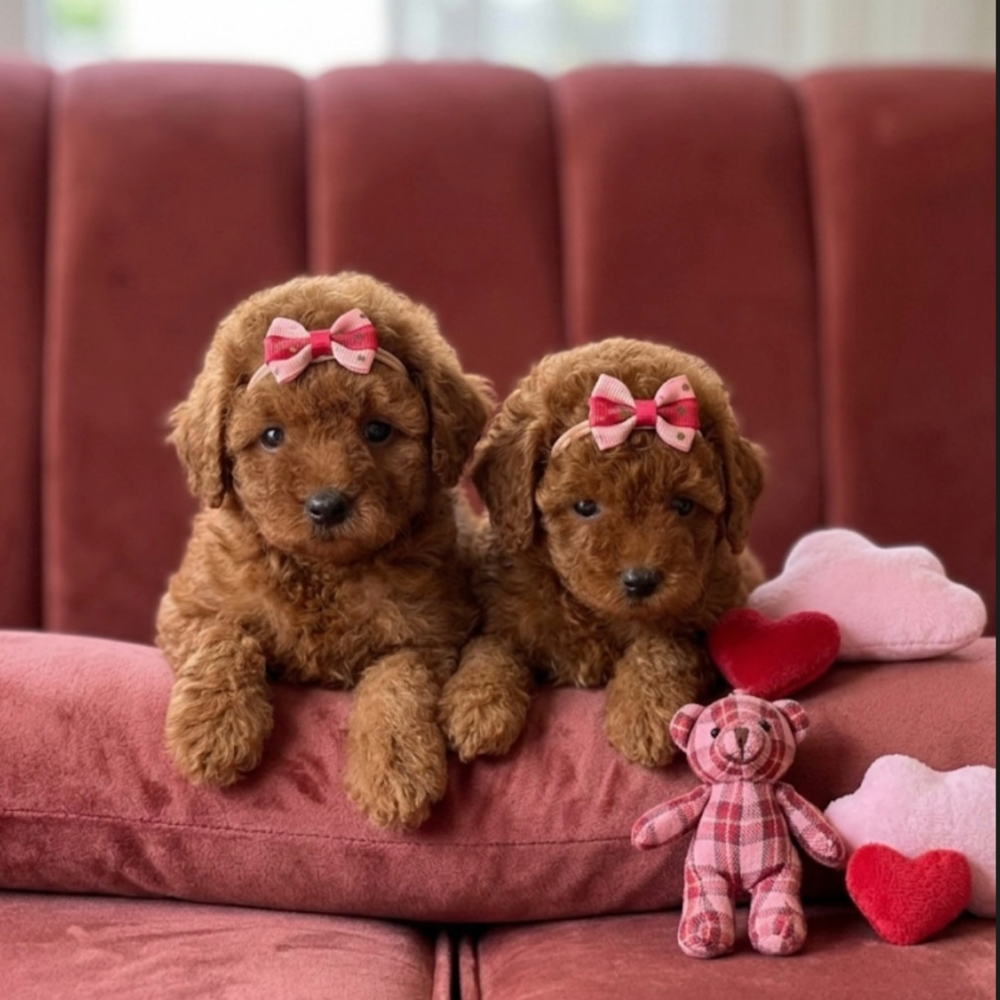 Toy Poodle